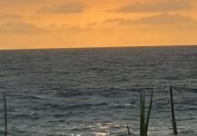 La saudade di settembre: tra papaveri, sogni perduti e una canzone che ritorna