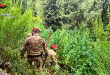 Aspromonte e Preserre utilizzati per coltivare marijuana: cinque piantagioni scoperte, oltre 1.000 piante e un valore potenziale superiore al milione di euro. Due arresti foto