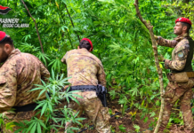 Maxi piantagione di canapa scoperta nelle Preserre: sequestrate oltre 2.300 piante foto