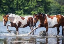 Il 27 settembre il Dallas Ranch di Bagnara Calabra accoglie i Paint Horses per il Campionato Mediterraneo