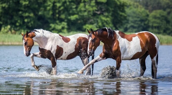 pintohorses-800x445