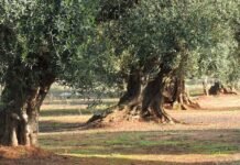 Allarme Xylella: il Coordinamento “Città della Piana” chiede interventi rapidi e incisivi