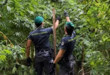 Diciannove piantagioni di marijuana scoperte in Calabria: sequestrate oltre 5.500 piante 241a1933a66e7b1a9120a9fbf14e9328