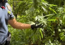 Titolo principaleMaxi operazione della Guardia di Finanza: scoperti 10 cannabiseti nel Reggino, sequestrate oltre 4.500 piante 7d39e732f02791b50d6159162286731d