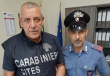 Pellaro (RC), controlli dei Carabinieri: arrestato un giovane con marijuana ed un soggetto per detenzione di una tartaruga protetta. Sequestrata anche una pistola con matricola abrasa cc tartaruga