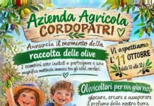 Ad Amato di Taurianova i bambini diventano “Olivicoltori per un giorno” img 20261005 wa0045