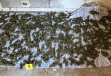 Arrestato un uomo a Sinopoli per detenzione ai fini di spaccio di sostanza stupefacente. Sequestrati oltre 8 kg di marijuana imm 1