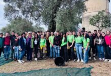 “Einaudi-Alvaro” di Palmi: esperienza formativa dedicata all’olivicoltura per gli allievi dell’Istituto Tecnico Agrario raccolta olive