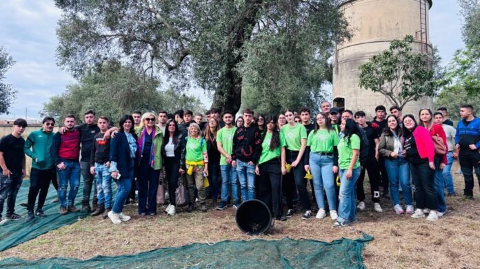 raccolta olive raccolta olive